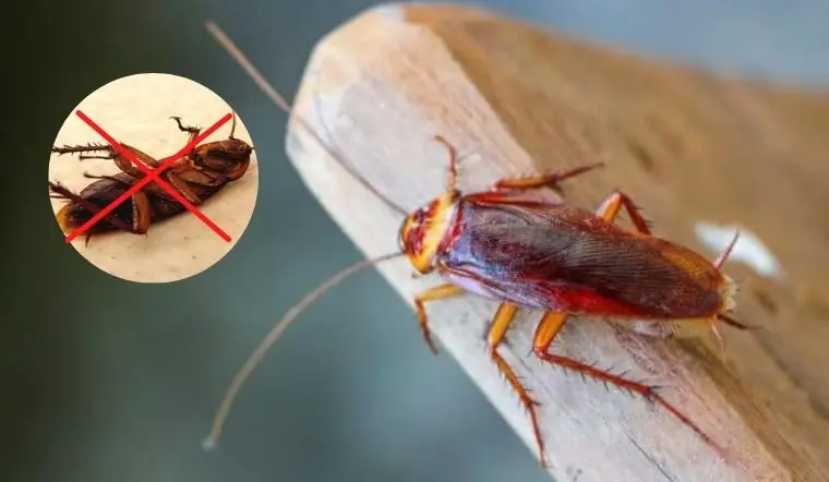 4 effective ways to ensure your home is free of cockroaches
