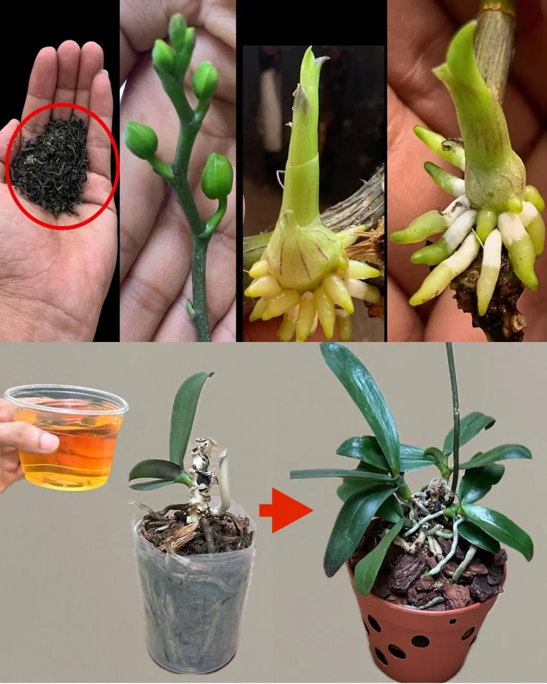 Revitalizing Orchids Using Tea: A Comprehensive Guide with Handy Tips
