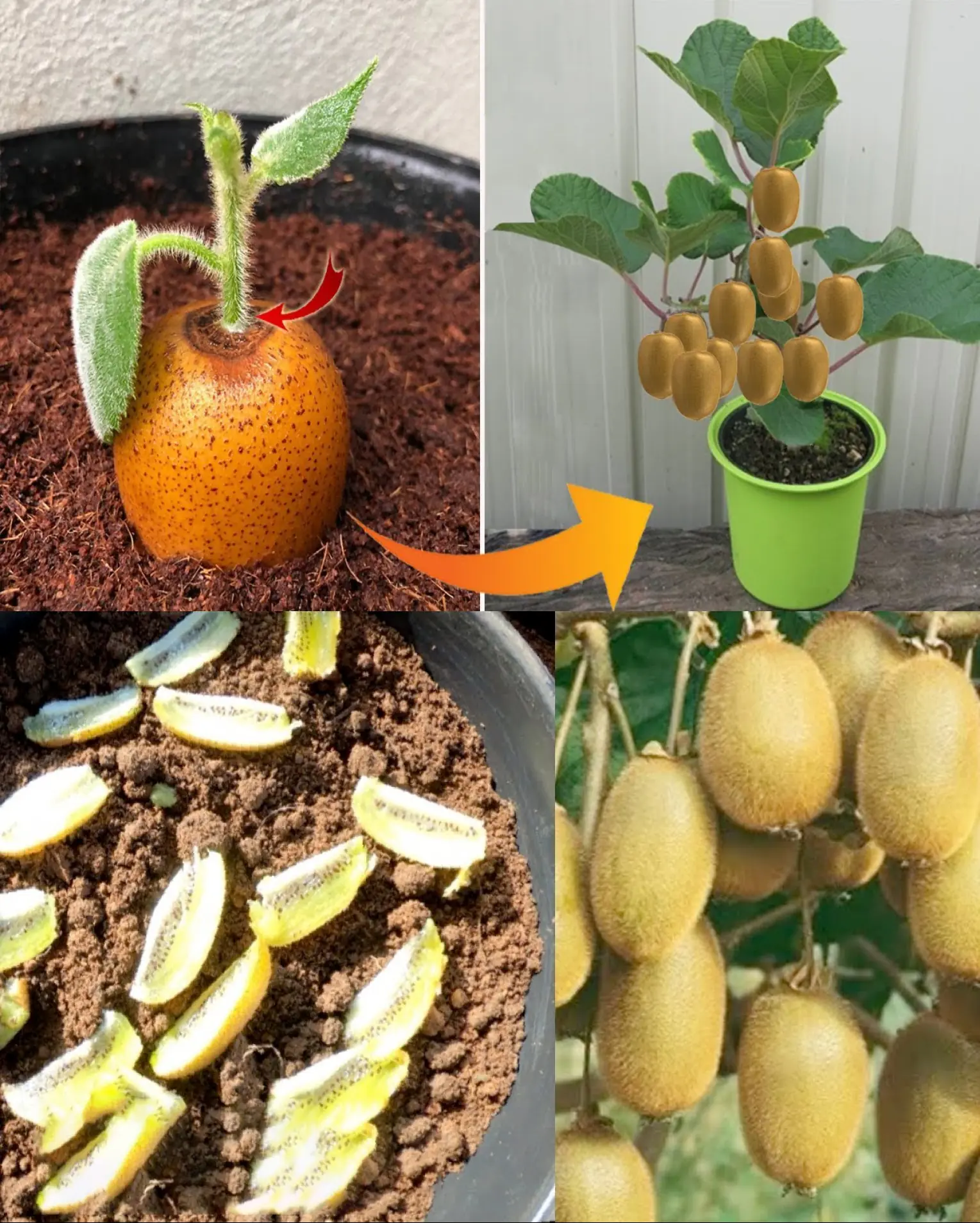 How to Grow Kiwi in Containers at Home