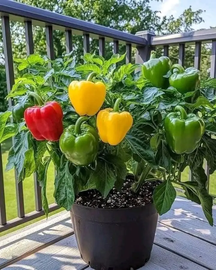 10 Tips for Growing a Big Pepper Harvest