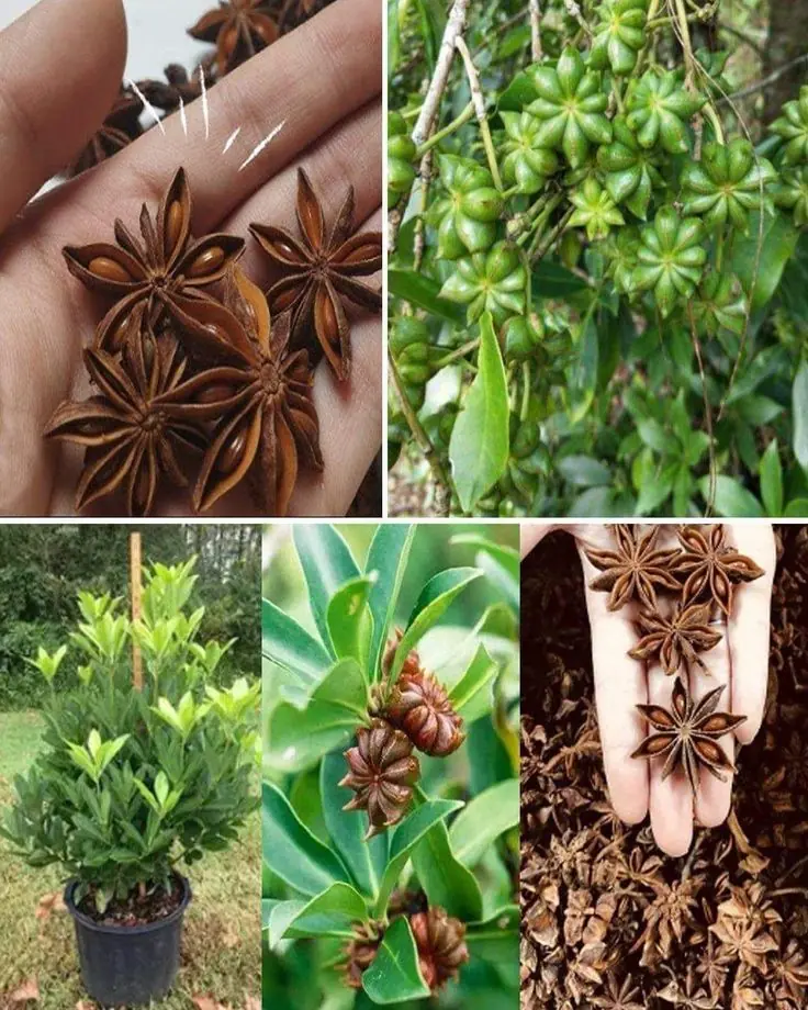 How to Grow Star Anise in a Pot – Exotic Spice at Home!