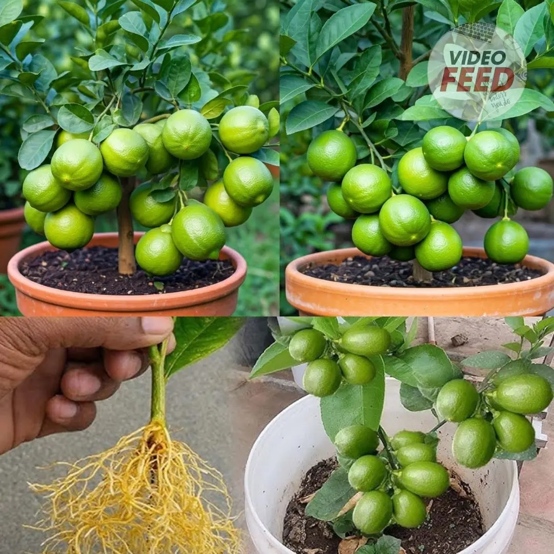 Lemon Tree Love: Simple Steps to Grow One at Home