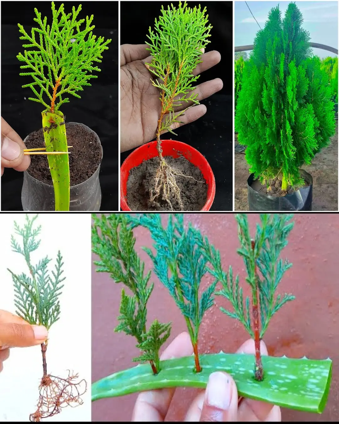 How to Propagate Thuja Plants from Cuttings Using Aloe Vera Gel