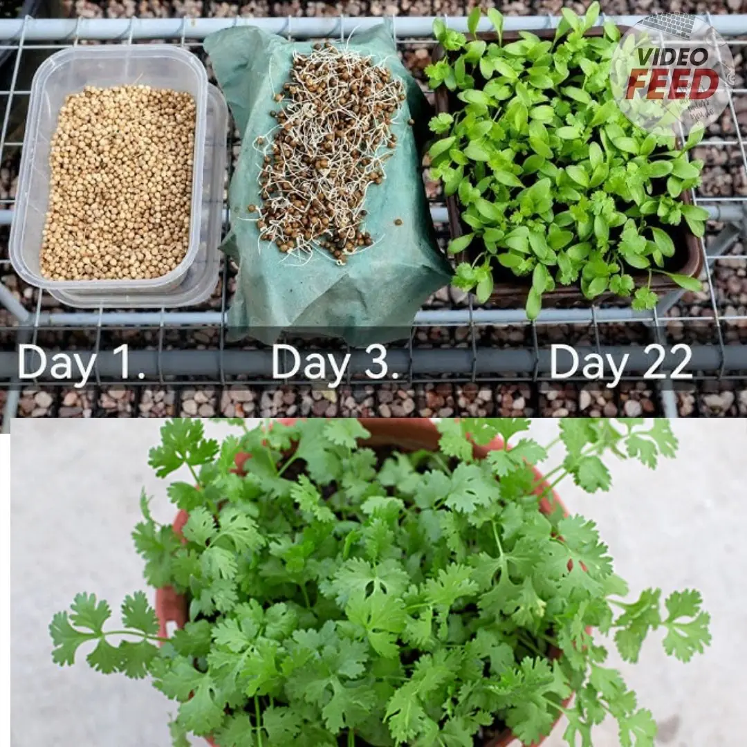 How to Grow Coriander at Home Using a Simple Hydroponic Method