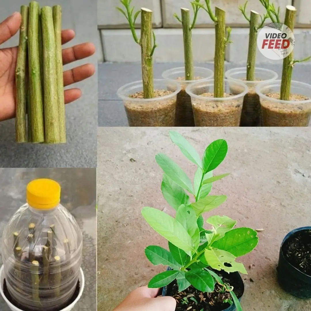 Techniques for propagating lemon trees from cuttings: From A to Z