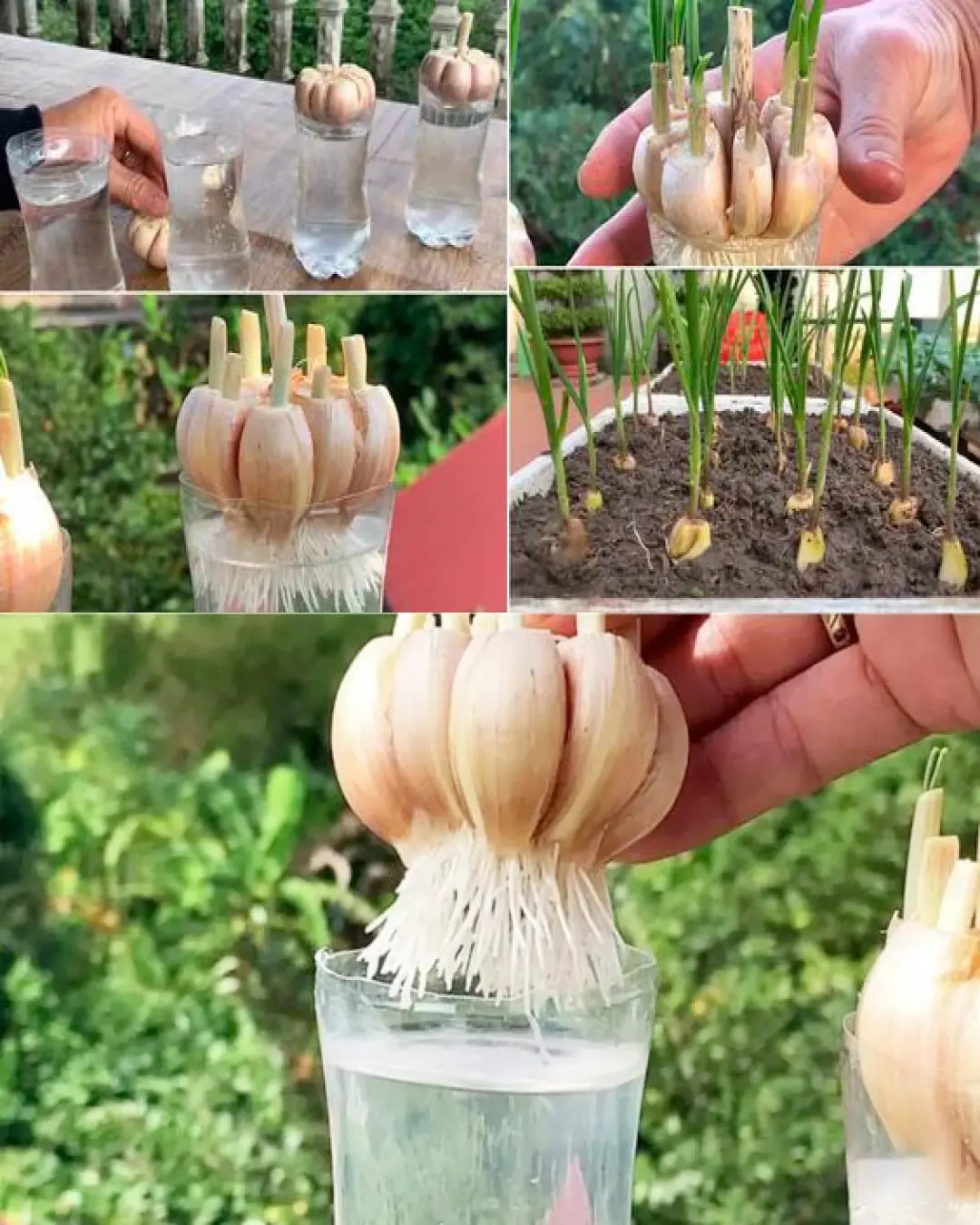 How to grow garlic indoors and care for it