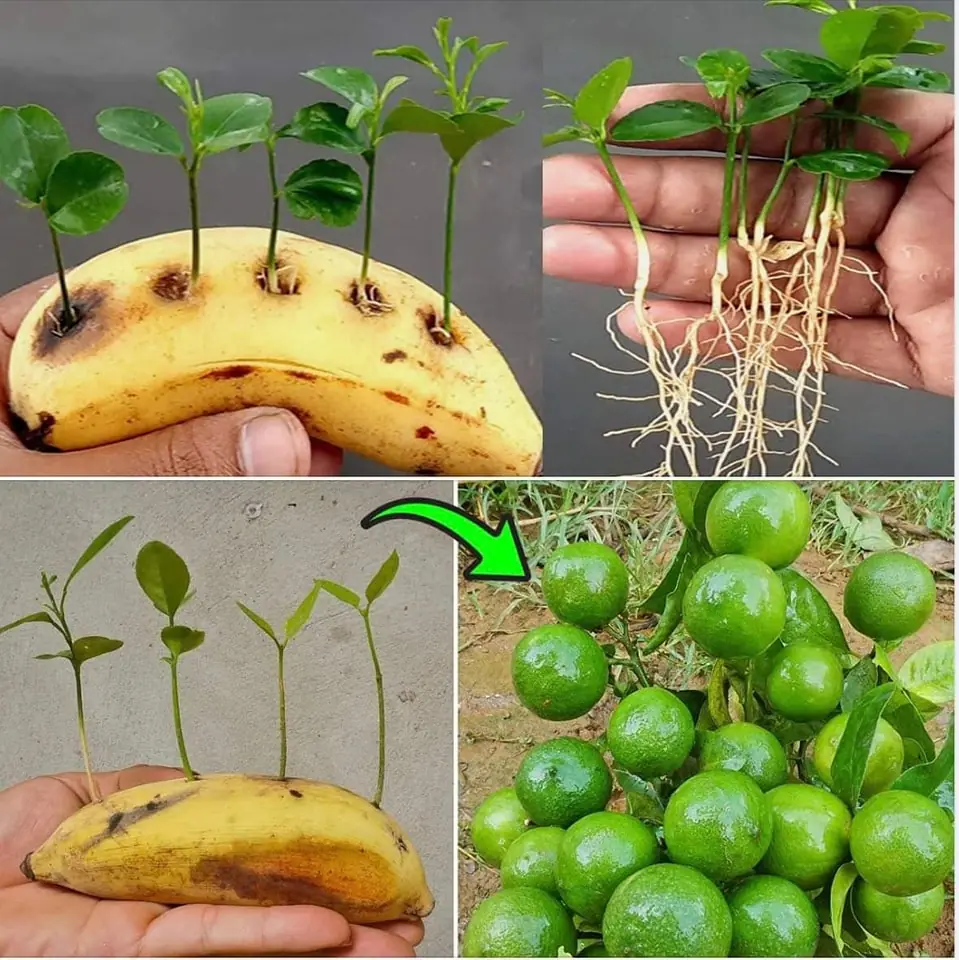 Unleashing the Magic: Lemon Seeds in Banana for Healthy Sprouting