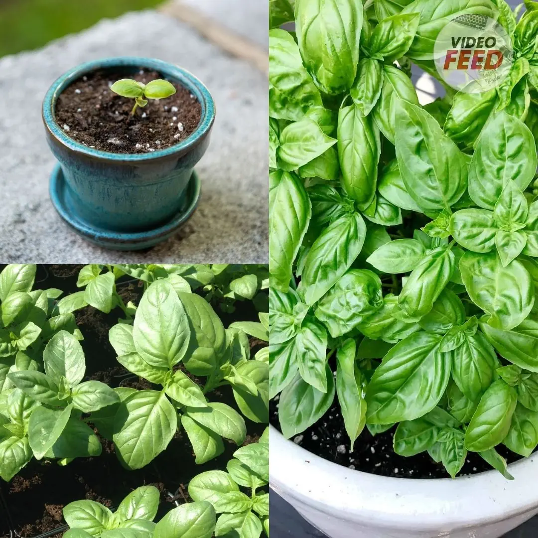 5 Tips to Grow Basil Like a Boss