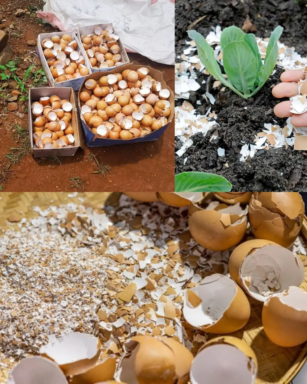 10 Brilliant Uses For Eggshells In Your Garden