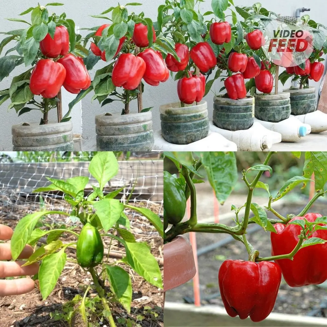 Growing Beautiful Bell Peppers in Sunny SoCal