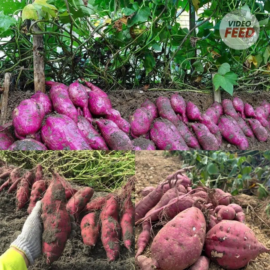 How To Grow Sweet Potatoes: Ultimate Care & Growing Guide