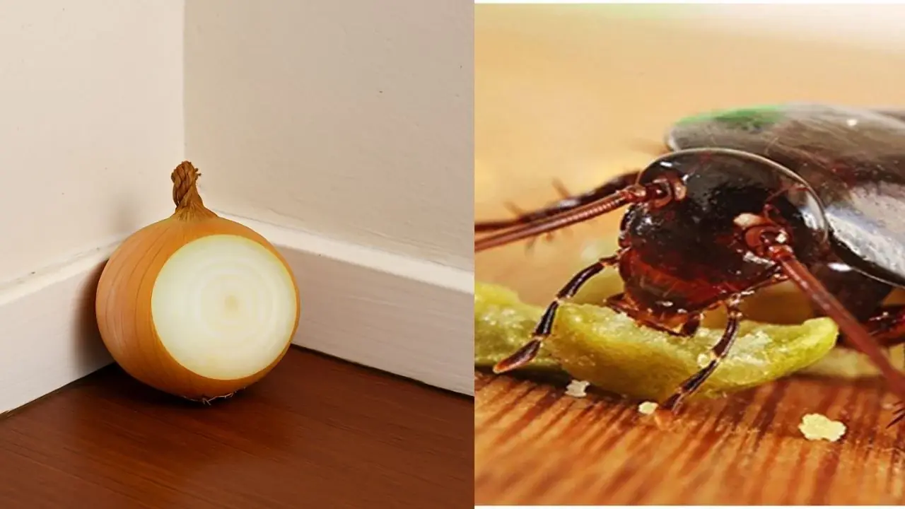 4 great uses of placing an onion in the corner of the room