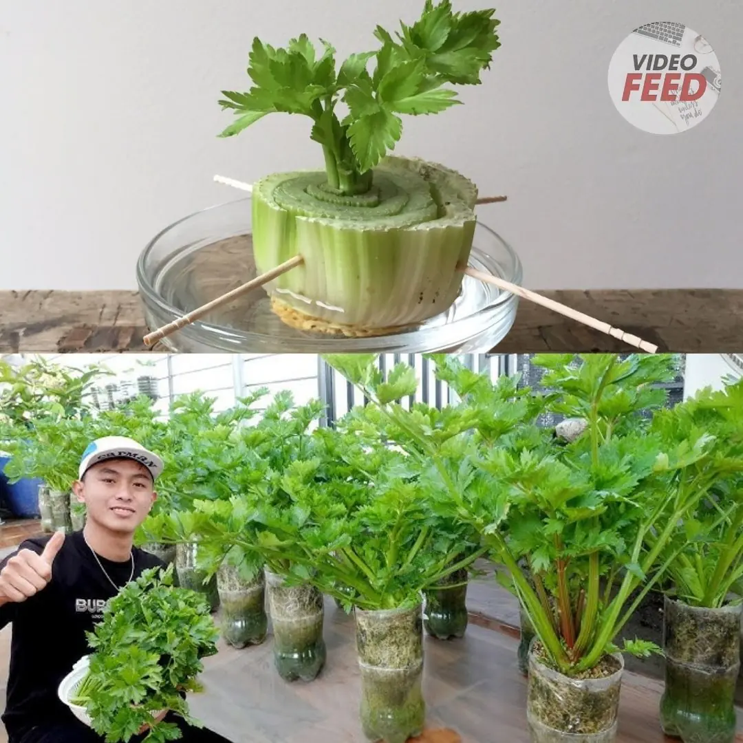 How To Regrow Celery From Scraps