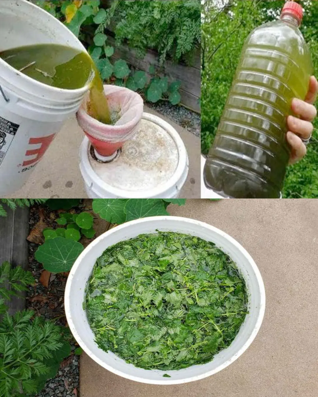 Unleash the Versatility of Nettle: 11 Non-Stinging Ways to Harness its Power