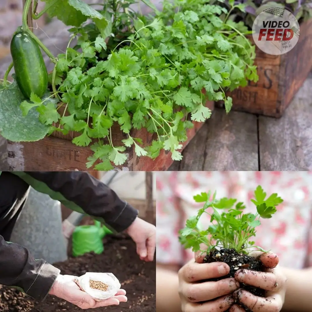 Learn How to Plant and Grow Cilantro (Coriander)