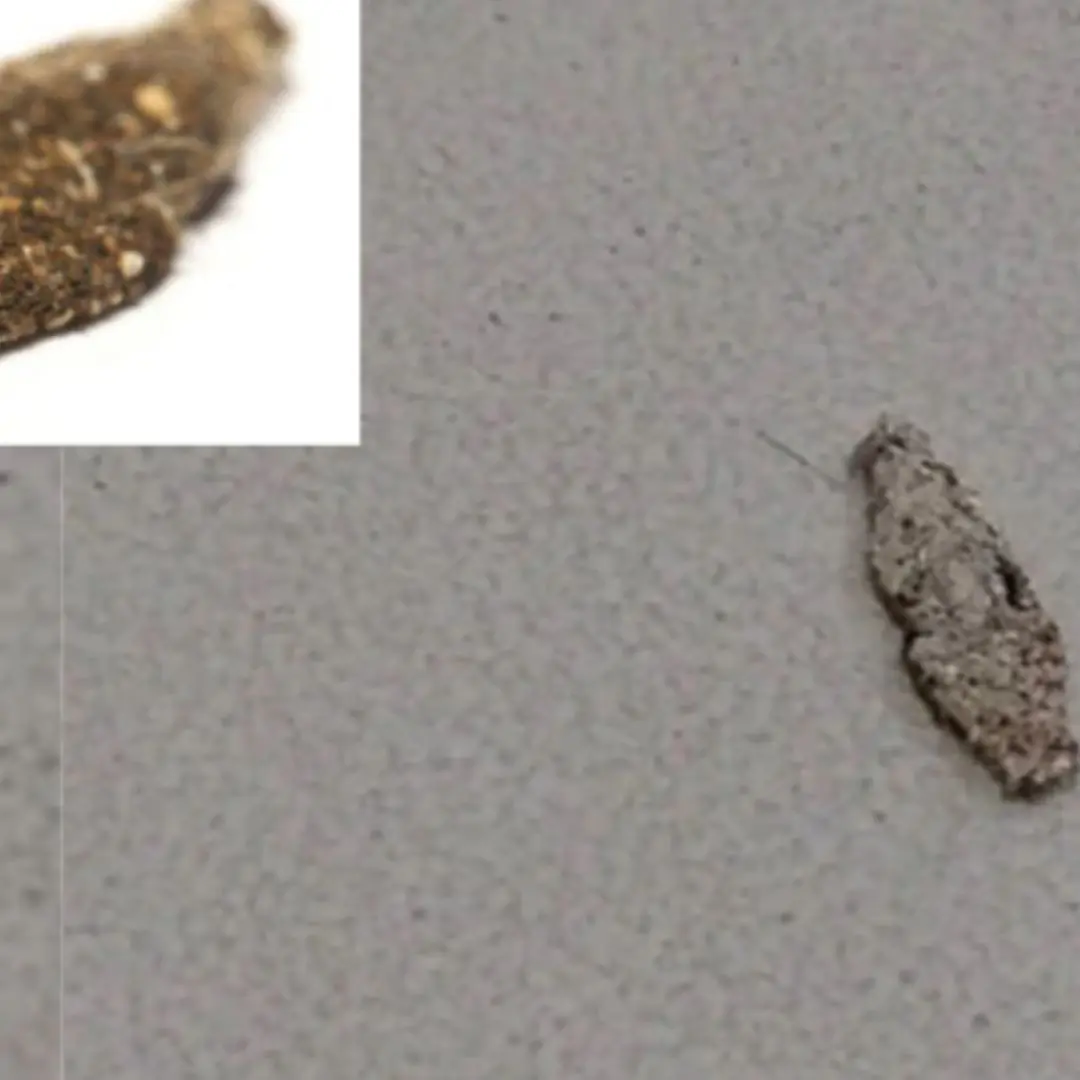 So this is the identity of the culprit behind those strange little bags on our walls