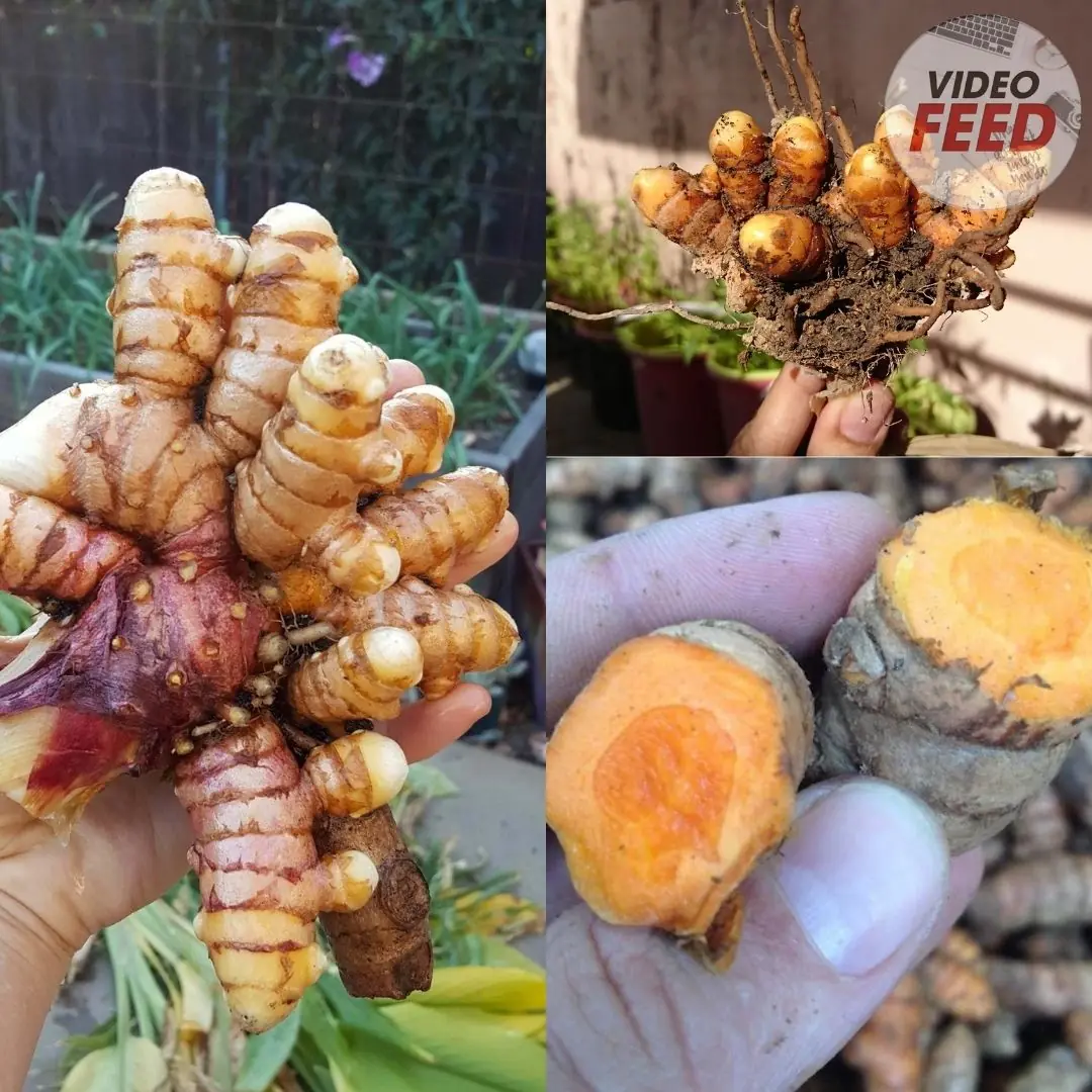How to Grow Turmeric: Complete Guide for Gardens & Containers