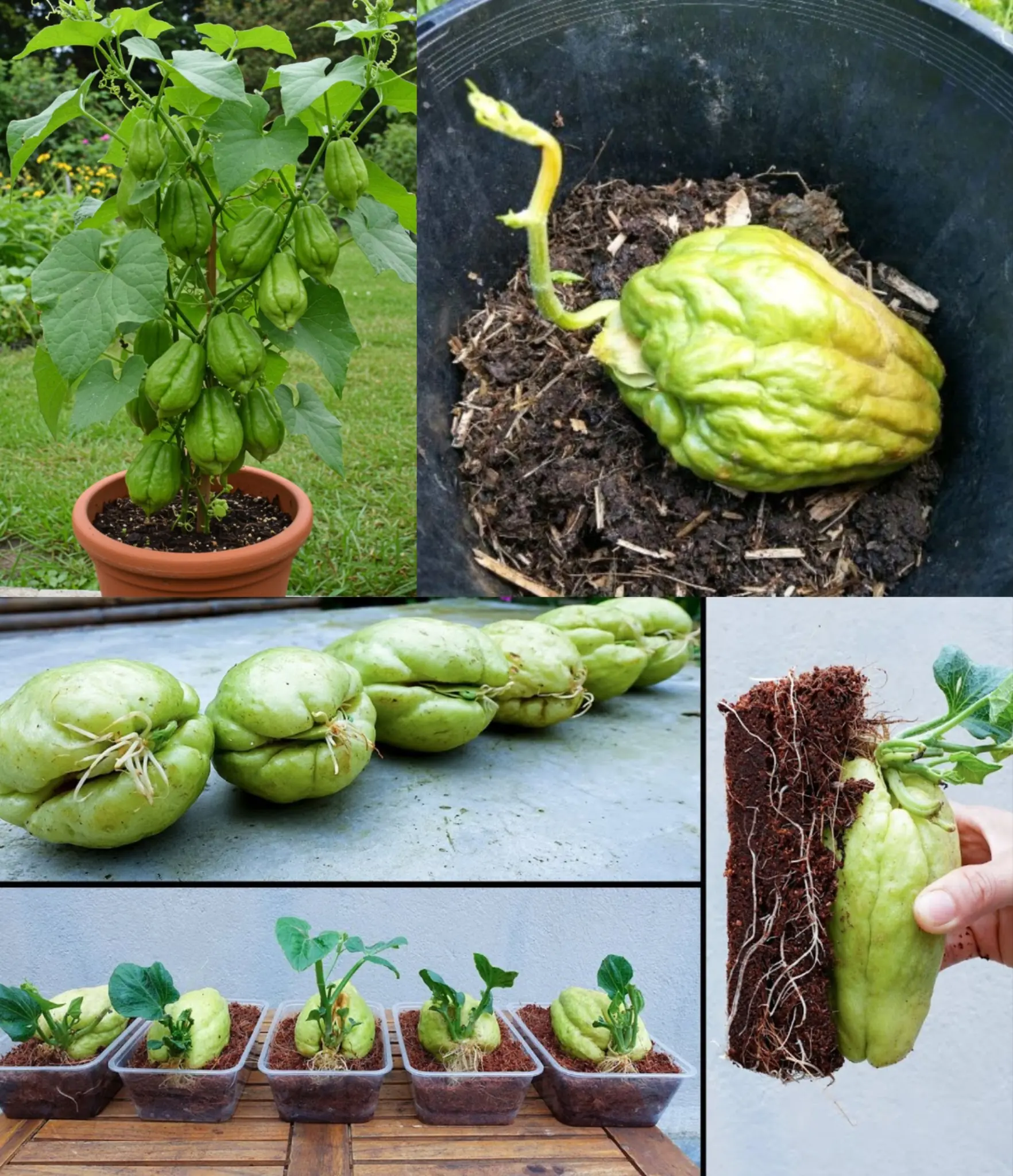 Grow an Abundance of Chayote from Just One Grocery Store Fruit!