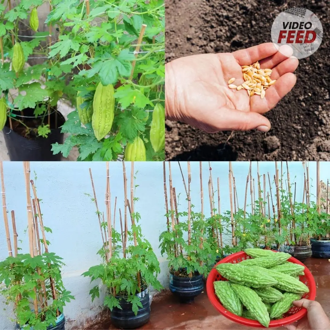 Growing Bitter Melon: Easy Tips for a Reliable Garden Harvest