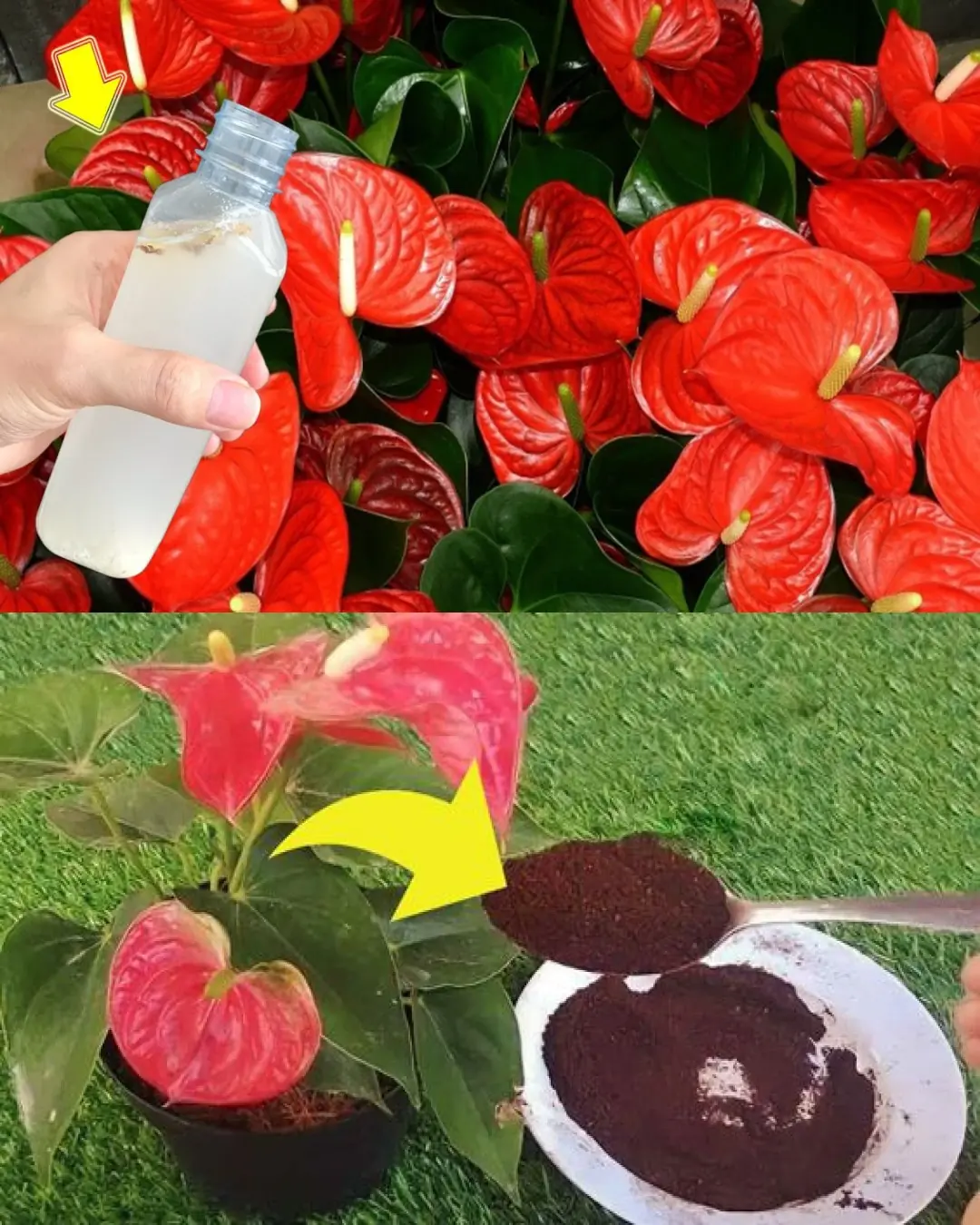 How to Accelerate the Blooming Process of Anthuriums