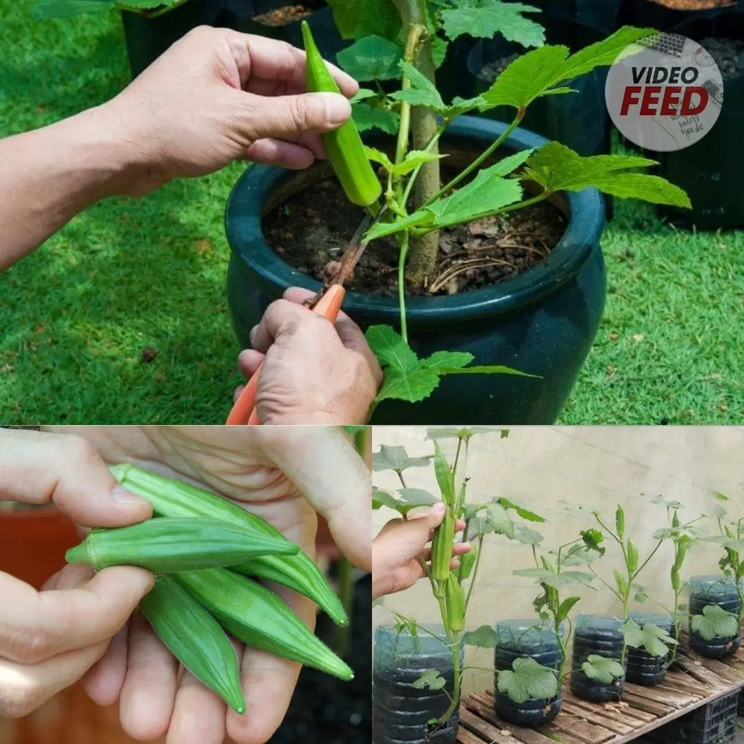 How to Grow Okra in Your Garden or Raised Bed