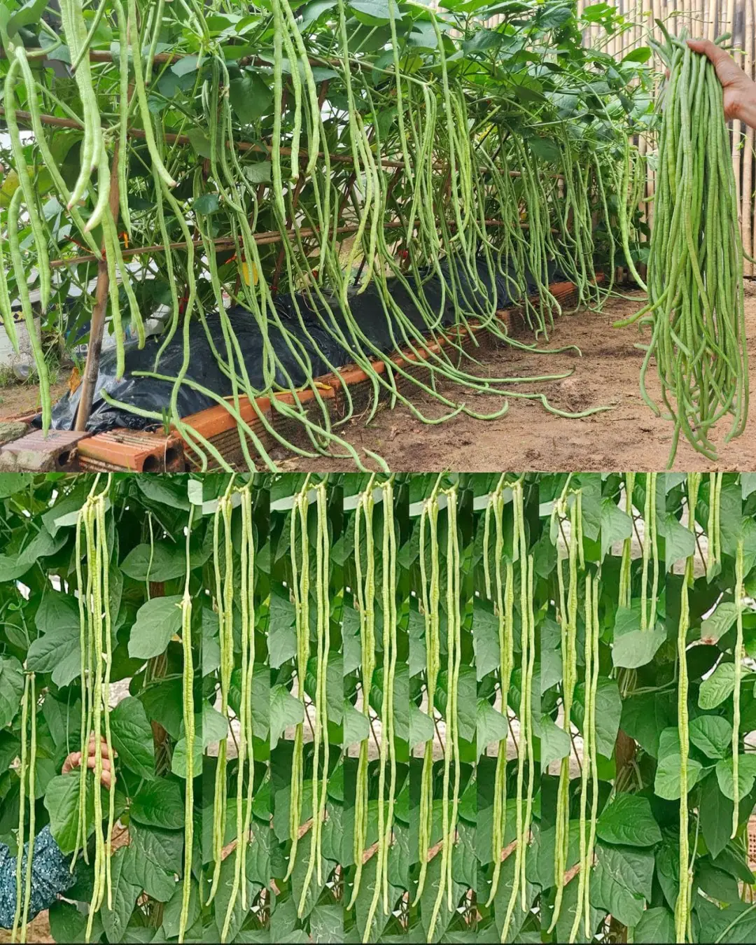 How to grow long beans at home without care