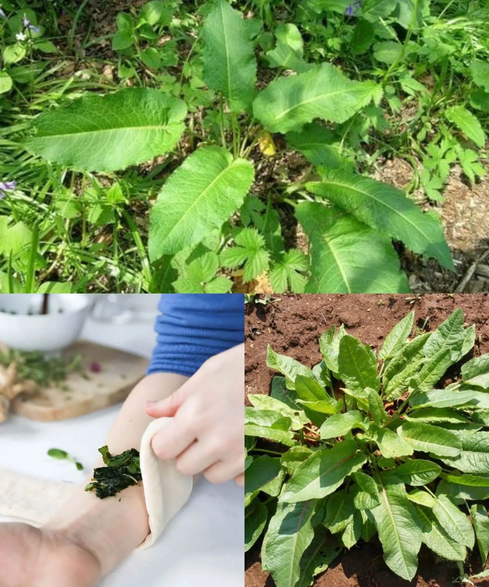 Discover 6 Amazing Benefits of Docks (Rumex) for Your Garden and Health!