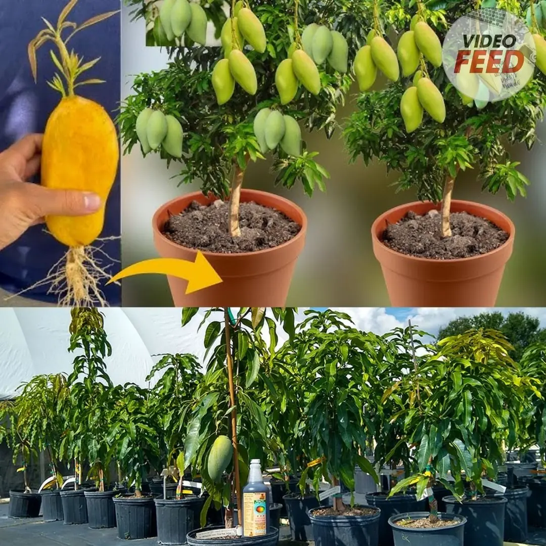 How to grow mango trees in pots