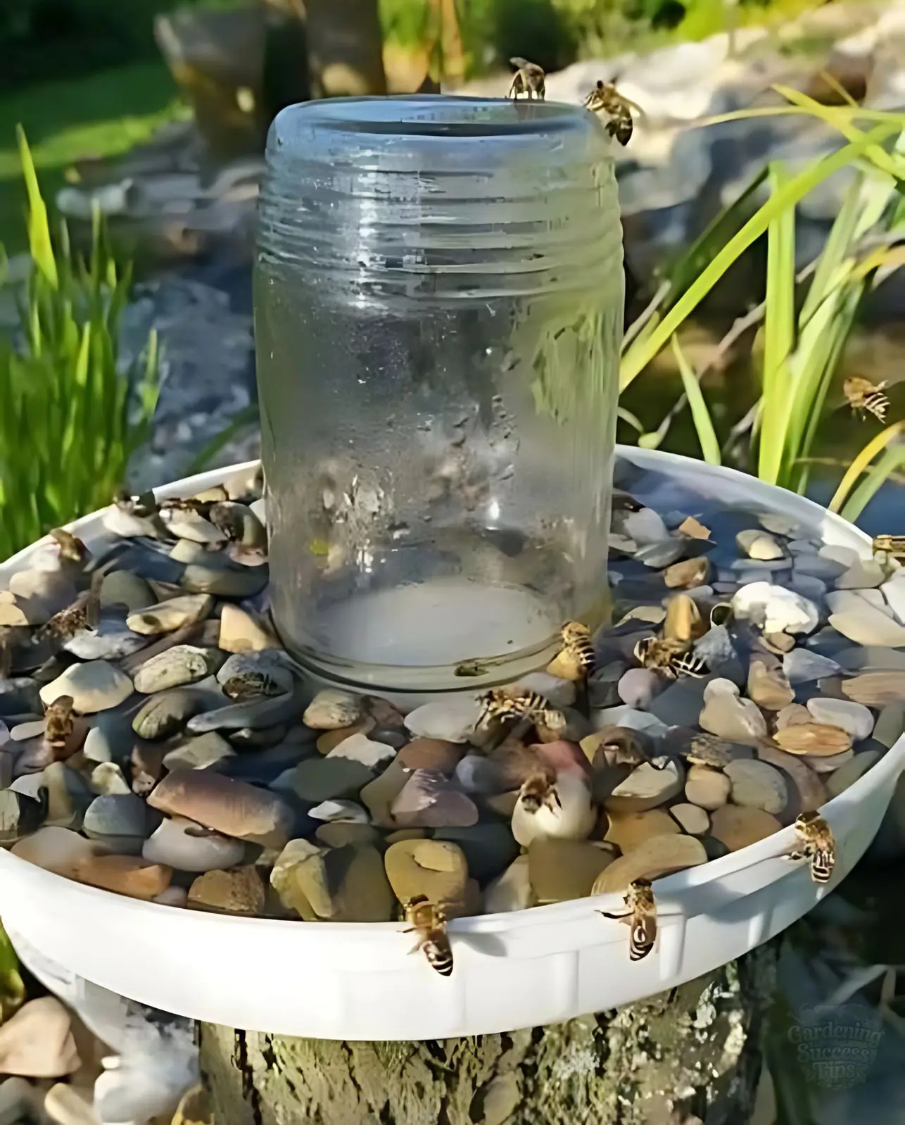 Learn How to Truly Help Bees: Beekeeper’s Advice
