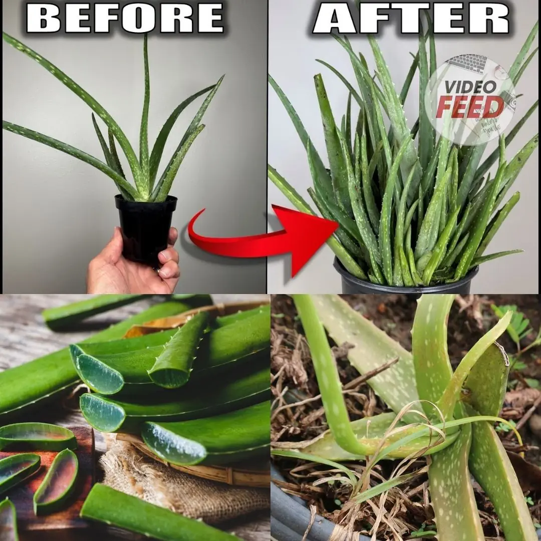 7 Top Tips When Growing Aloe Vera Plants