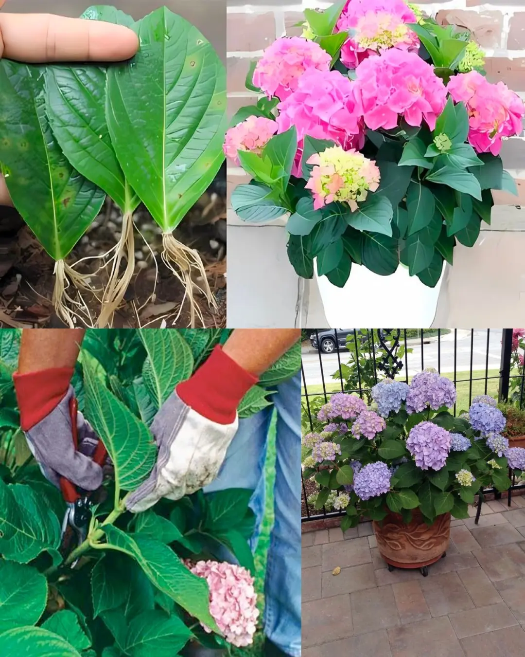 How to Cultivate Hydrangeas in Soil Using Stem Cuttings