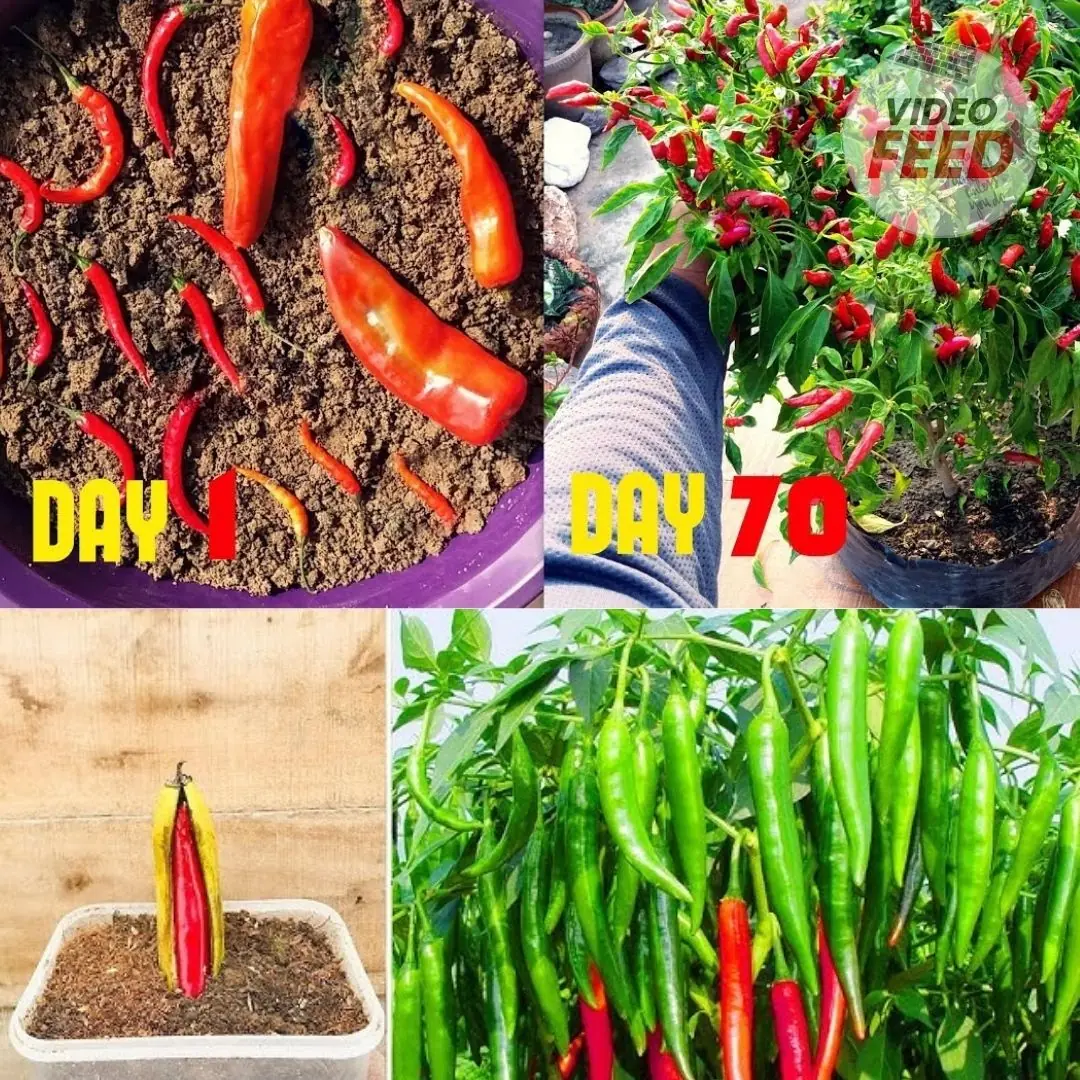 Turn a small corner of your house into a mini chili garden – both beautiful and useful!