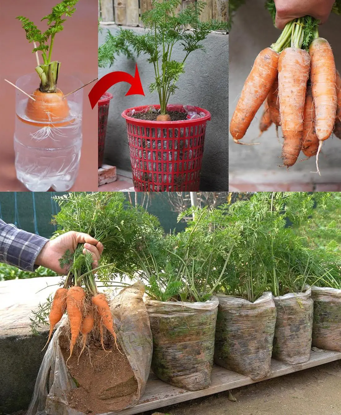 How to Grow Carrots at Home in Containers Starting with a Single Carrot