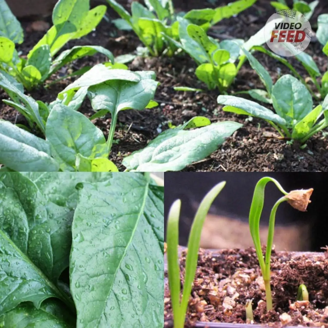 10 Tips for Growing Superb Spring Spinach