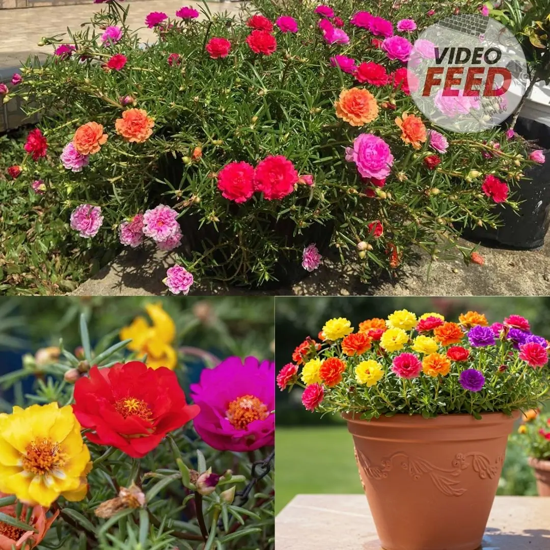 Portulaca in Pots: The Complete Guide to Growing Colorful & Drought-Tolerant Flowers Outdoors