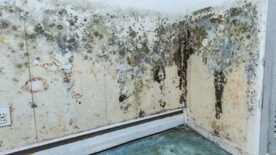 Damp, Moldy, and Peeling Walls Ruining Your Home’s Aesthetic? This Simple Fix Will Make Them Look Brand New