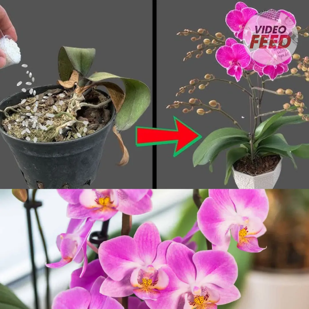 How to Grow and Care for Phalaenopsis Orchids Indoors