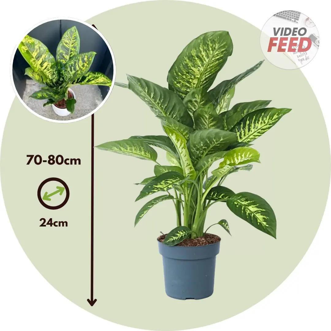 How to Grow and Care for Dieffenbachia
