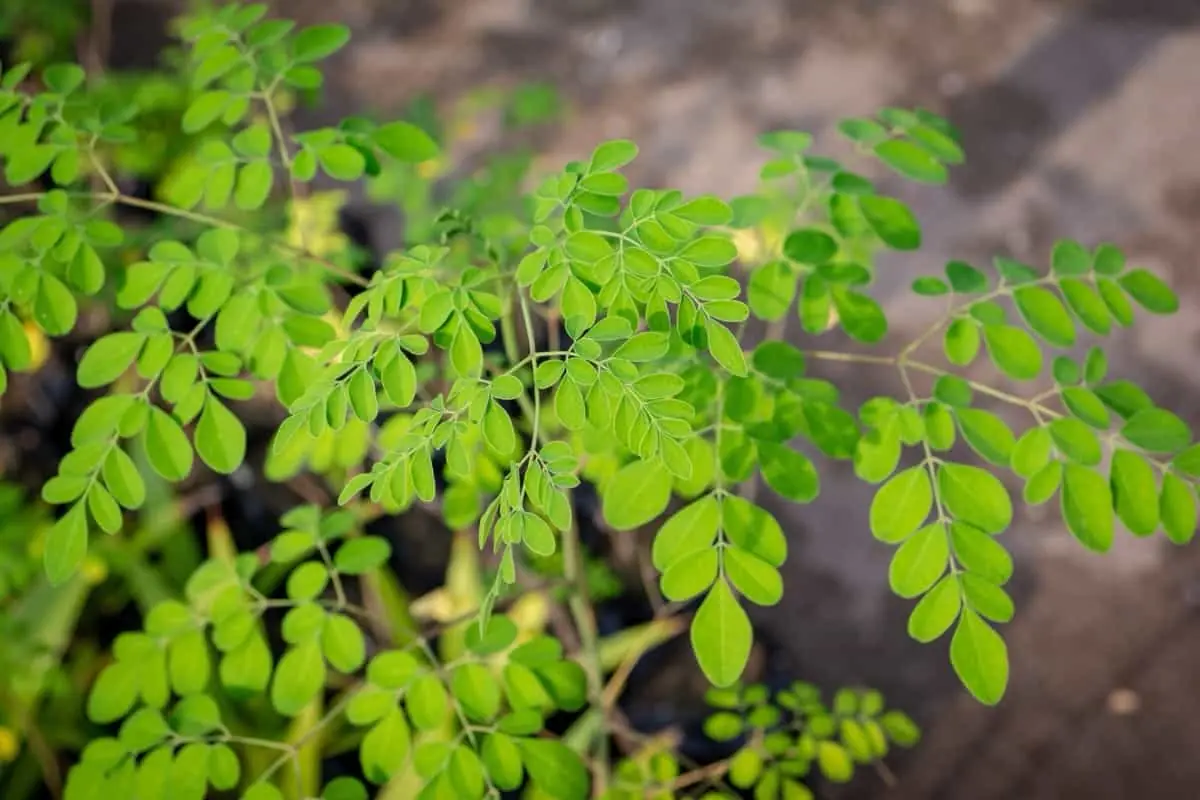 Why Asians Are Rushing to Grow This “Miracle Tree”: Heals Like Medicine, Sells Like Gold