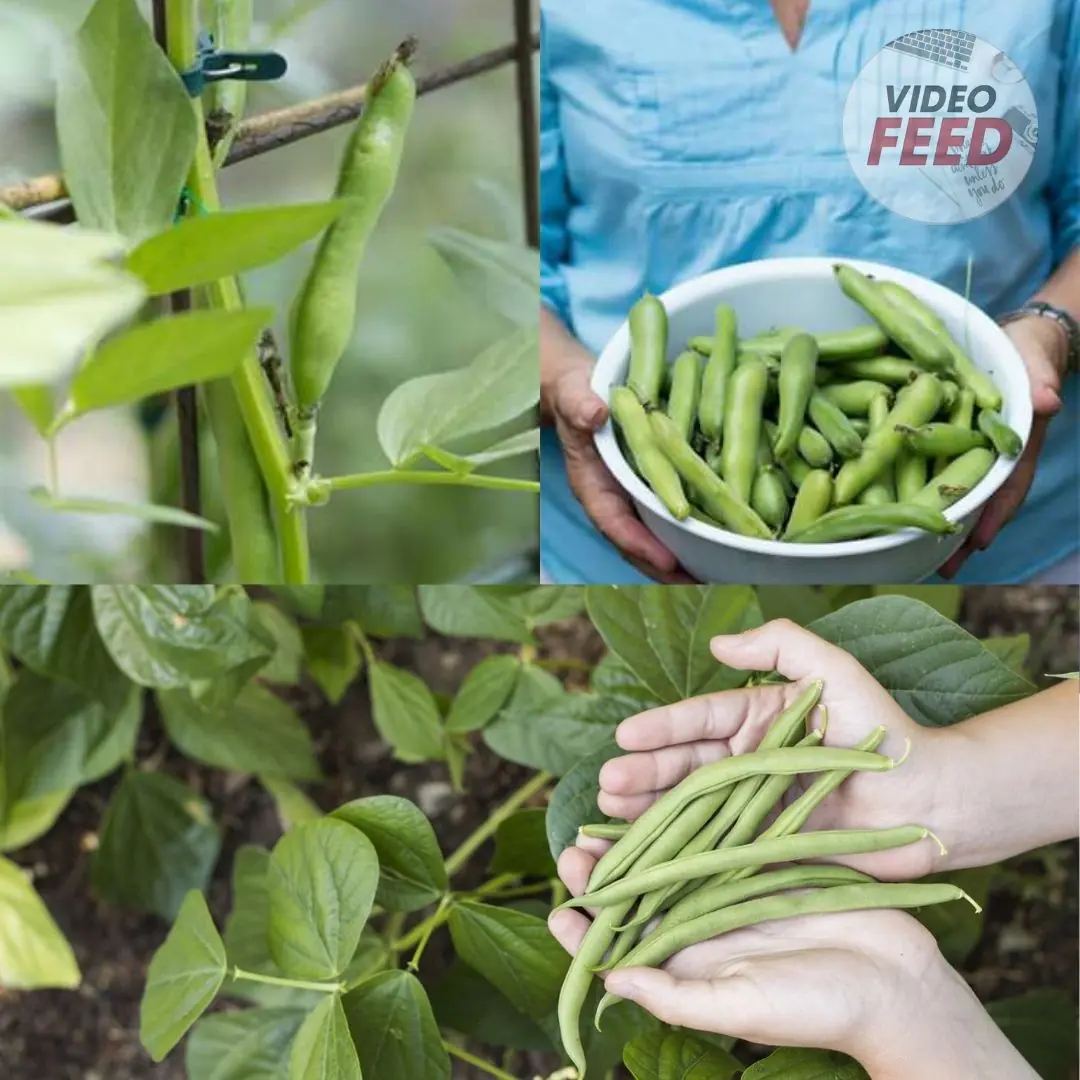 Grow These 5 Garden Beans This Summer