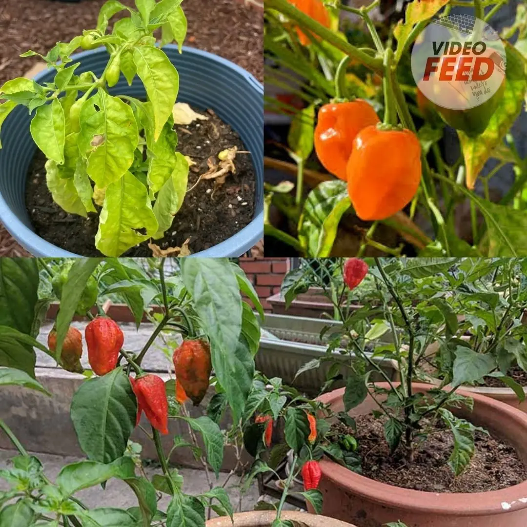 How to Grow Habanero Peppers in Pots