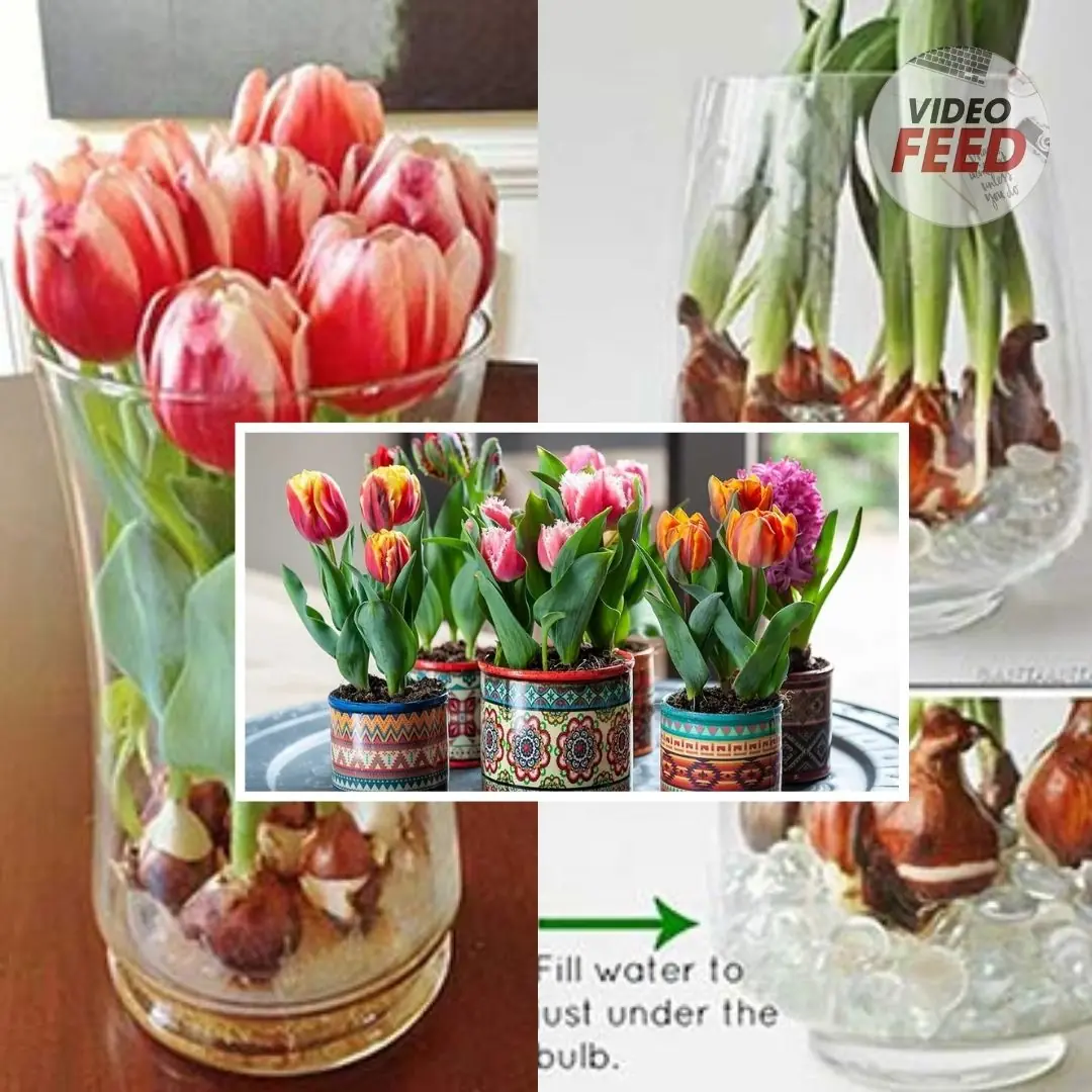 How to grow tulips indoors – a step-by-step guide to forcing these beautiful bulbs