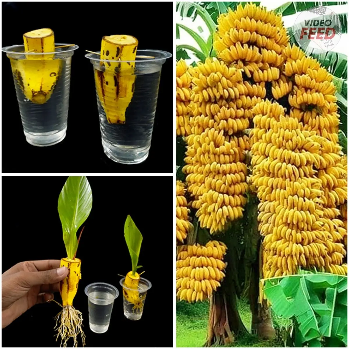 How to Grow a Banana Tree at Home and Never Buy Bananas Again