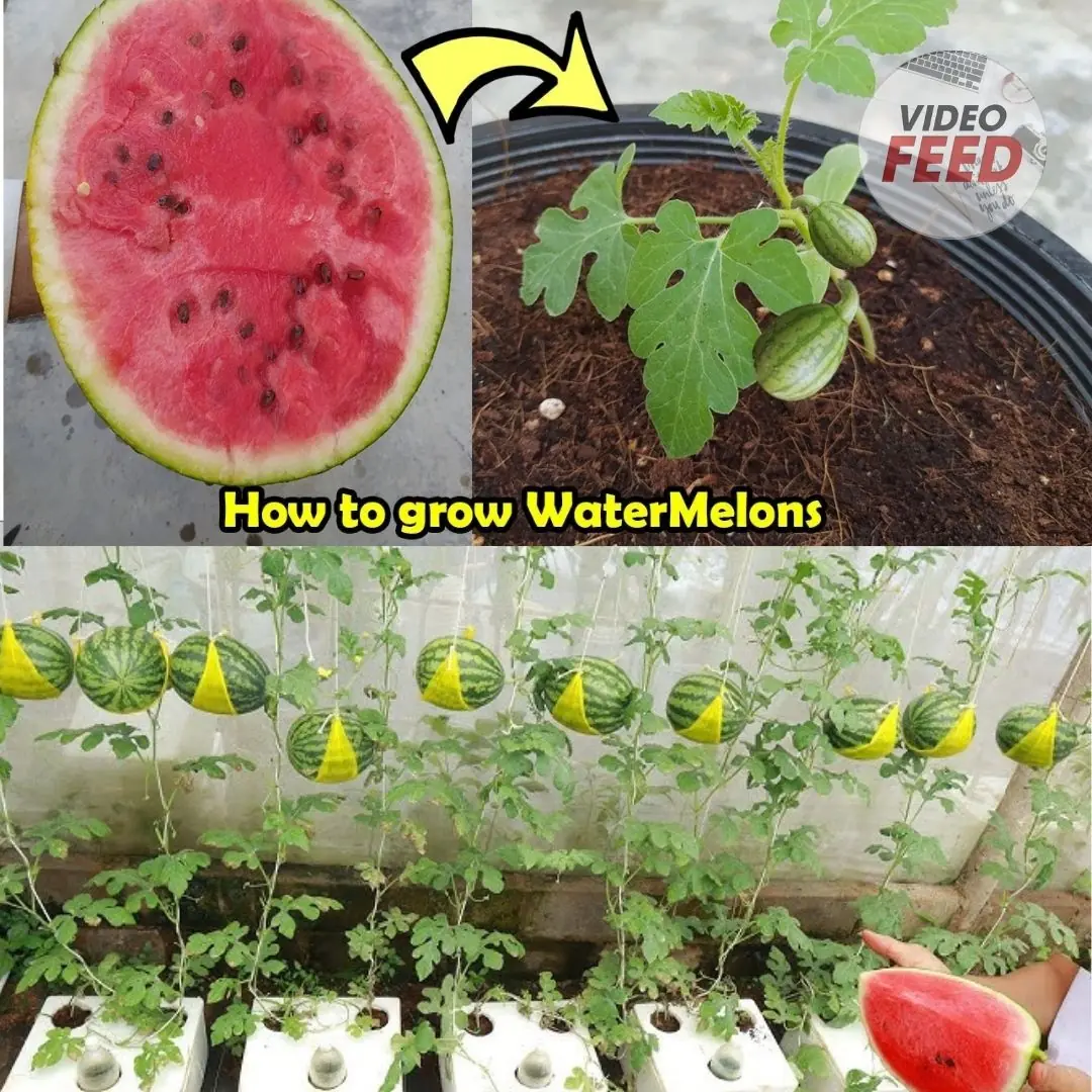 How to Grow Watermelons at Home: A Guide for Small Spaces & Balconies