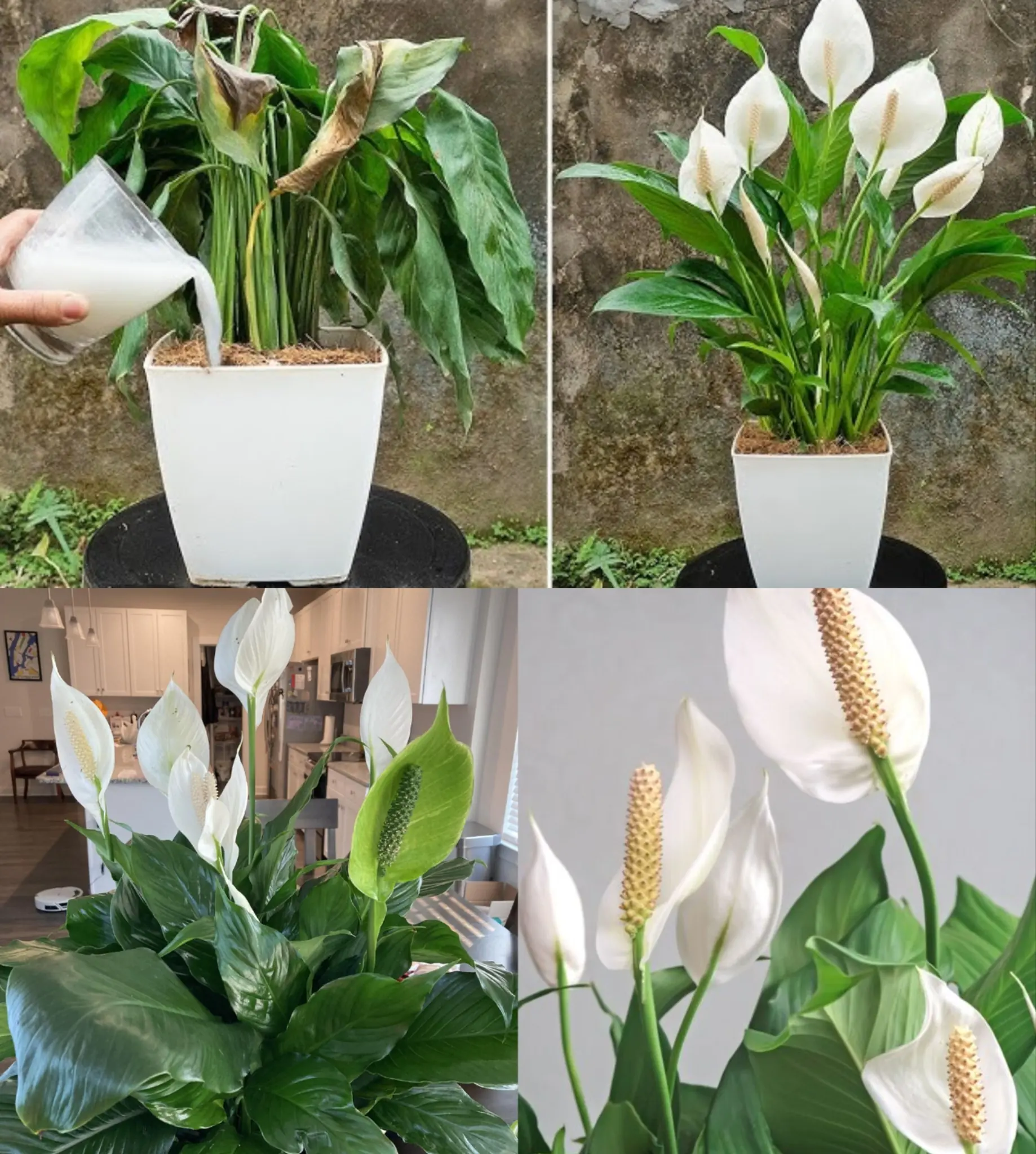 Just 1 Cup Makes Peace Lilies Bloom with So Many Flowers