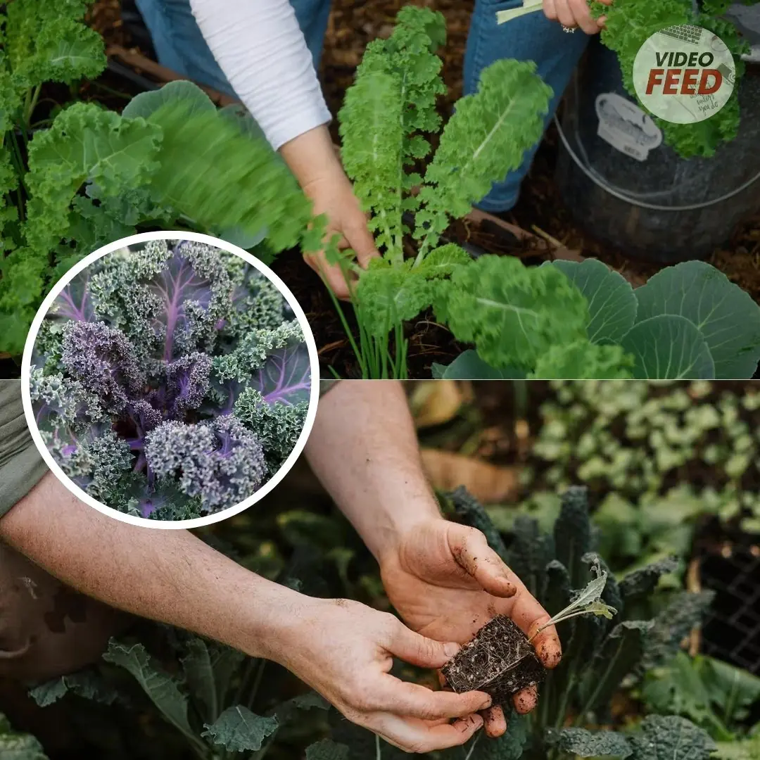 Growing Kale: Planting, Care, and Harvesting Tips