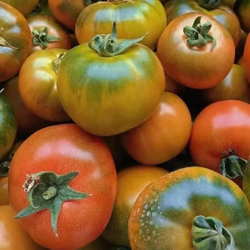 4 ha.rmful types of tomatoes: Even cheap market prices can’t make people buy them