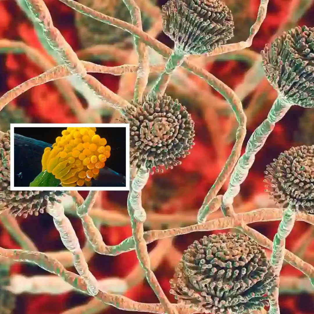 Scientists issue warning for de.a.dly fungus that 'eats you from the inside out' and it could impact millions