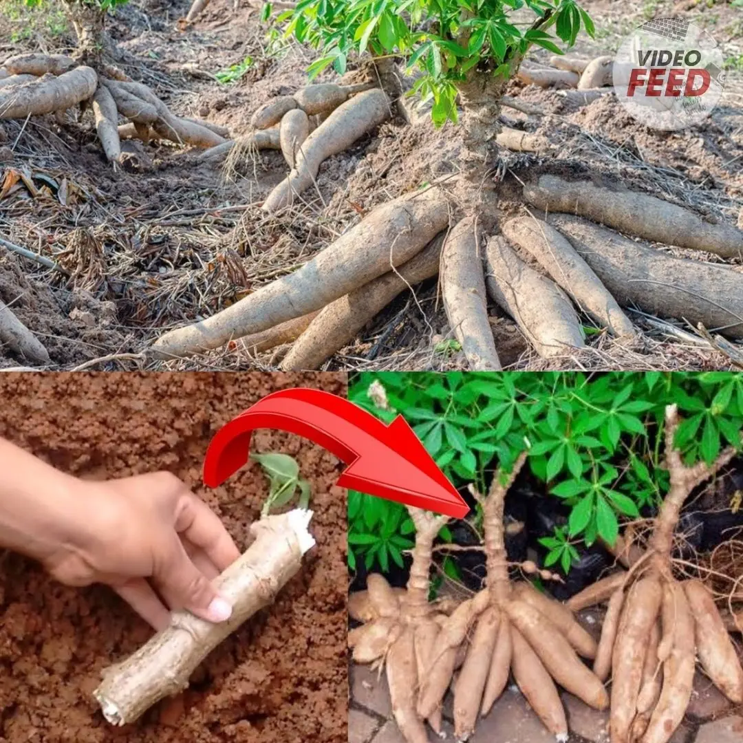 Essential Knowledge for Growing Cassava Successfully