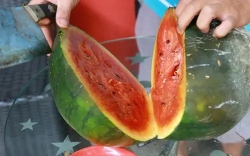 Watermelon is cooling but eating it this way can cause poisoning: Many people don't know